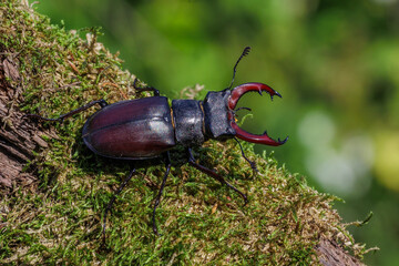 Hirschkäfer (Lucanus cervus) Männchen