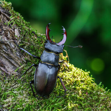 Hirschk&auml;fer (Lucanus cervus) M&auml;nnchen