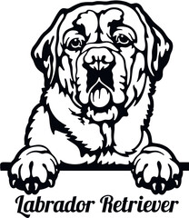 Labrador Retriever - Color Peeking Dogs - breed face head isolated on white
