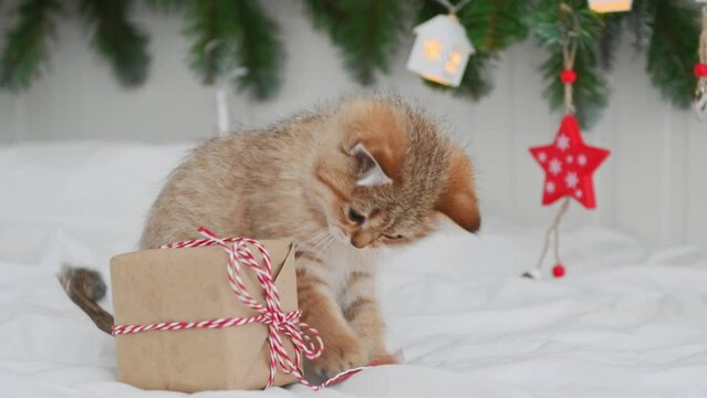 cute baby kitten play with christmas decorations background of a christmas tree. High quality 4k footage