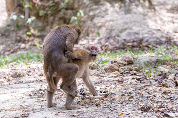 A male and female monkey are mating in the forest. Family of monkeys