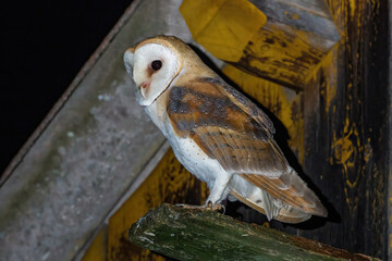 Schleiereule (Tyto alba) am Nistkasten