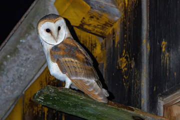 Schleiereule (Tyto alba) am Nistkasten