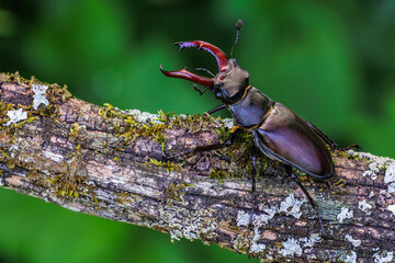 Hirschkäfer (Lucanus cervus) Männchen