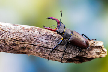 Hirschkäfer (Lucanus cervus) Männchen