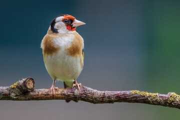 Stieglitz (Carduelis carduelis)