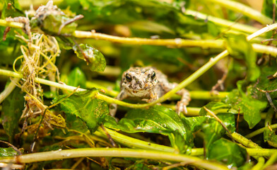Obraz premium The frog sits on algae in the pond. Beautiful wildlife landscape with place for text. The concept of protecting wildlife and ecology.