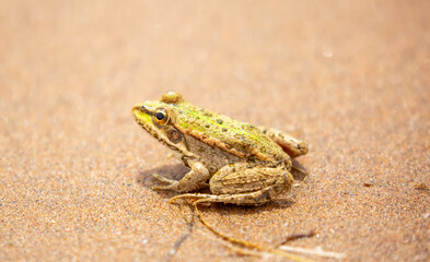 The frog sits on the sand on the shore of the lake. Beautiful wildlife landscape with place for text. The concept of protecting wildlife and ecology.