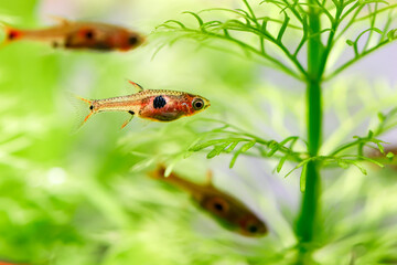 Dwarf Rasbora, scientific name is Boraras maculatus, in aquarium fish tank, small nano fish.