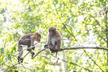 Monkey on a tree in the jungle of Borneo.