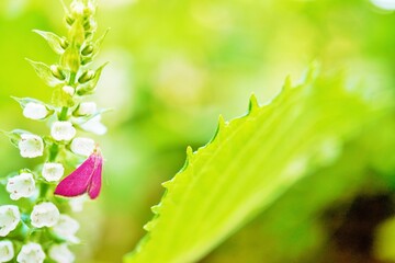 屋外で青紫蘇の白い花から吸蜜するアメリカピンクノメイガの成虫