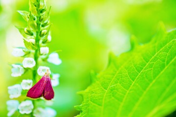 屋外で大葉の白い花に止まるアメリカピンクノメイガという小さな蛾、害虫の接写