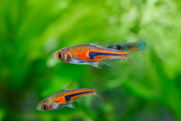 False Harlequin rasbora, Lambchop rasbora, scientific name is Trigonostigma espei, in freshwater...