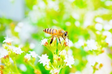 庭で満開のステビアの小さな白い花を背景に花の蜜を集める蜜蜂のアップ