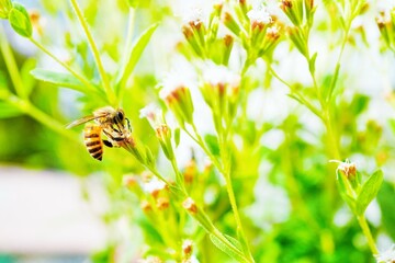 屋外で緑の葉を背景に白のアマハステビアの花に止まるポリネータのミツバチという虫