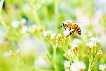 小さなホワイトのステビアの花に止まって蜜を集める黄色い働きバチ