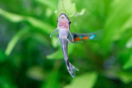 Close up, Otocinclus in aquarium freshwater fish tank.