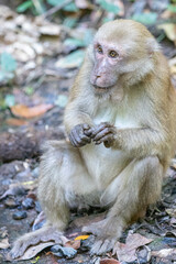 Monkey in Khao Yai National Park,Thailand.
