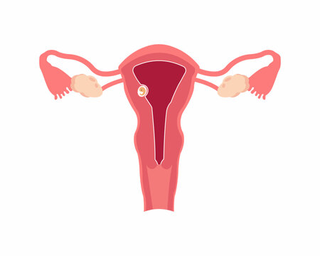 Embryo implantation embryo wall of the uterus embryo development from ovulation to implantation female reproductive system 