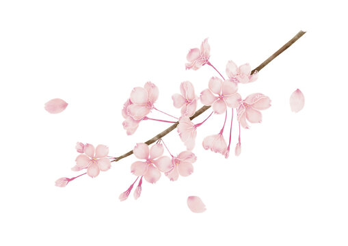 桜の枝のイラスト