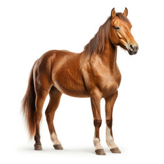 A Horse on white background