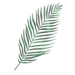 Palm Tree Leaf Illustration