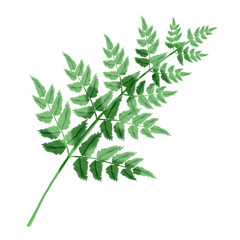 Fern Leaf Illustration