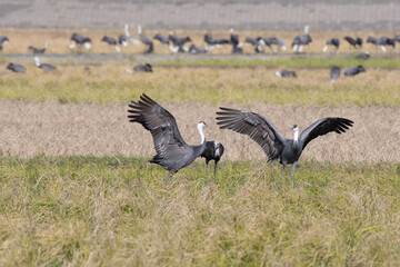 Pair of Hooded Cranes dancing