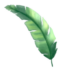 Banana Leaf Illustration