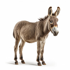 A Donkey on white background