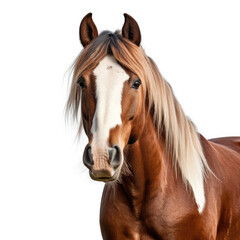 Fototapeta premium A Horse on white background