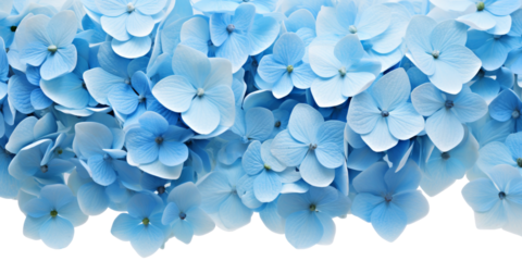 blue hydrangea flower border on blue background with copy space. Blue hydrangea flowers on a blue background with space for text. transparent background