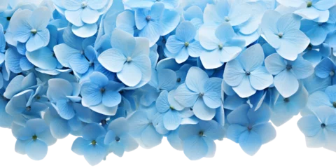 Foto op Aluminium blue hydrangea flower border on blue background with copy space. Blue hydrangea flowers on a blue background with space for text. transparent background © Nadezhda