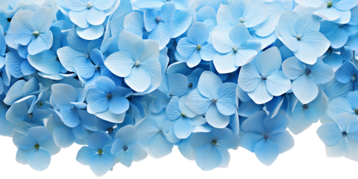 blue hydrangea flower border on blue background with copy space. Blue hydrangea flowers on a blue background with space for text. transparent background