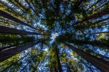 Tree tops of giant  sequoia tree