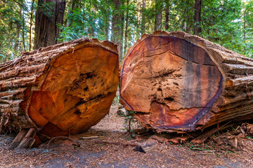 Giant overturned sequoia tree, cut open to see the annual rings