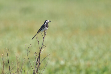 A White wagtail sitting on a plant