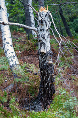 Fototapeta na wymiar Arbres brisés par les intempéries dans une forêt