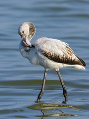 A young Greater Flamingo walking in the water