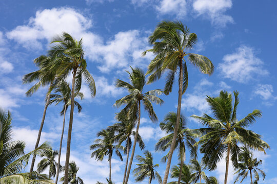 Coconut palm trees on background of blue sky and white clouds. Tropical beach, paradise nature in sunny day
