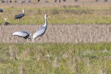Family of White-naped Cranes