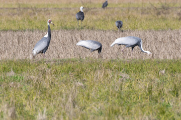 Family of White-naped Cranes