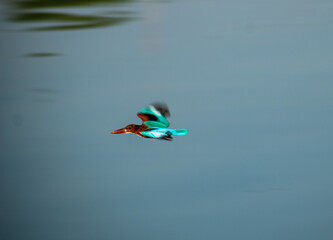 White-throated kingfisher flying over the river