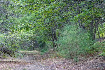 Chemin de promenade en forêt