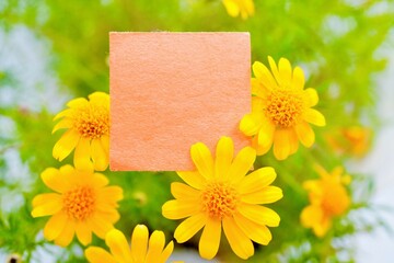 キク科のダールベルグデージーの黄色いたくさんの花を背景にしたかわいいコメントスペースのモックアップ