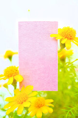白背景にダールベルグデージーの黄色い花を背景にしたピンク色の春らしいタイトルフレームのモックアップ