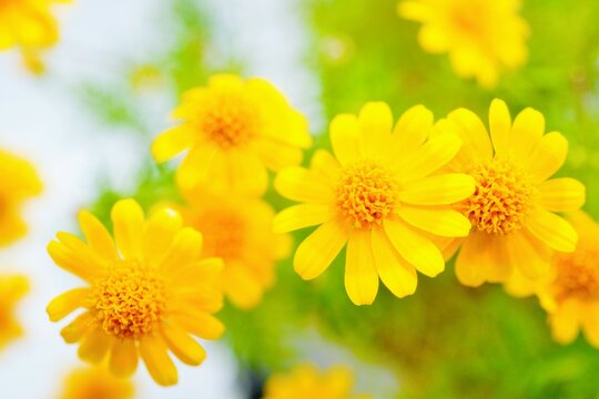 白バックに可愛いキク科のダールベルグデージーの小さな黄色いたくさんの花