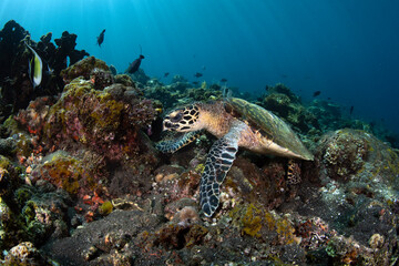 Naklejka na ściany i meble Hawksbill sea turtle swimming in coral reefs. Underwater world of Bali, Indonesia