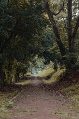 path in the woods