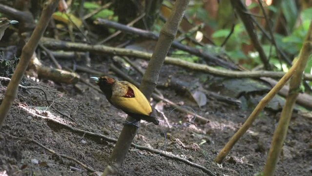 Male Magnificent bird-of-paradise (Diphyllodes magnificus) courts a female in Arfak mountains in West Papua, Indonesia